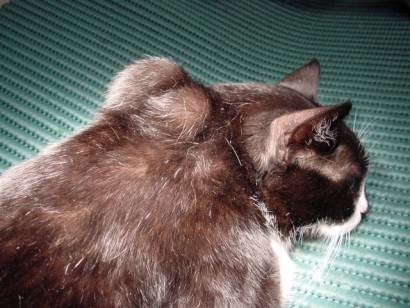 Fibrosarcoma Iniettivo del Gatto